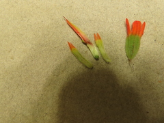 Castilleja pruinosa