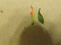 Castilleja pruinosa