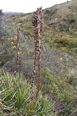 Puya nitida