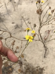 Senecio gallicus