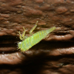 Stictocephala militaris