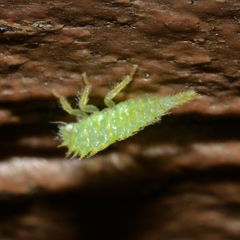 Stictocephala militaris
