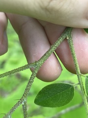 Robinia viscosa hartwigii