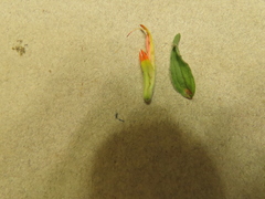 Castilleja pruinosa