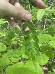 Robinia viscosa hartwigii