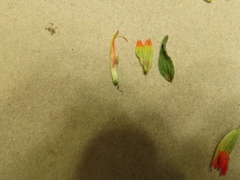 Castilleja pruinosa