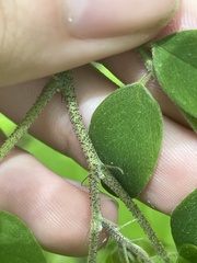 Robinia viscosa hartwigii