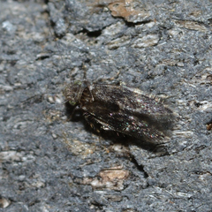 Echmepteryx