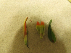 Castilleja pruinosa
