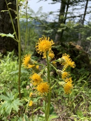 Cacaliopsis nardosmia