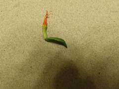 Castilleja pruinosa