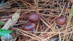 Rhodocollybia butyracea