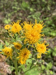 Cacaliopsis nardosmia