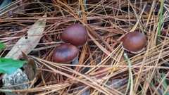 Rhodocollybia butyracea