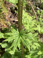 Cacaliopsis nardosmia