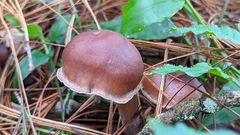Rhodocollybia butyracea