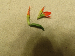 Castilleja pruinosa
