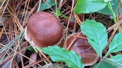 Rhodocollybia butyracea