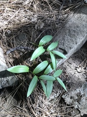 Maianthemum stellatum
