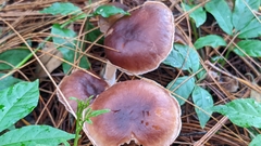 Rhodocollybia butyracea