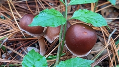 Rhodocollybia butyracea