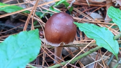 Rhodocollybia butyracea