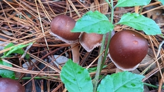 Rhodocollybia butyracea