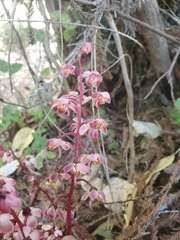 Pyrola aphylla