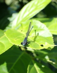 Argia indicatrix