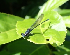 Argia indicatrix