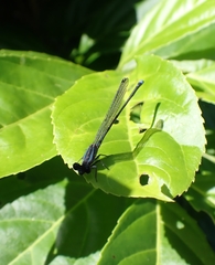 Argia indicatrix