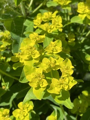 Euphorbia oblongata