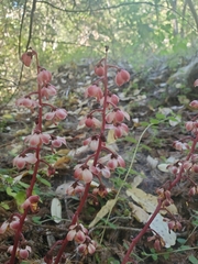 Pyrola aphylla
