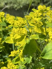 Euphorbia oblongata