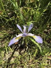 Iris versicolor