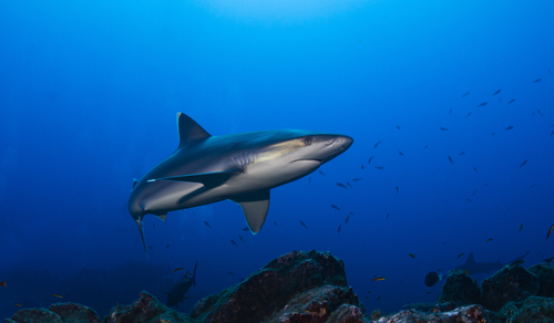Silvertip shark (Carcharhinus albimarginatus) — Carcharhinidae — 5