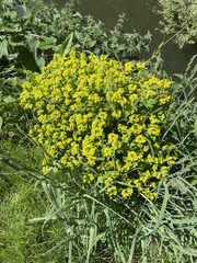 Euphorbia oblongata