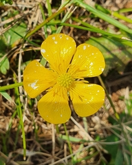 Ranunculus lingua