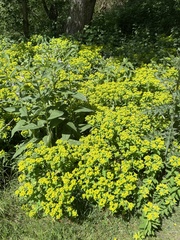 Euphorbia oblongata