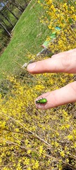 Cicindela denikei