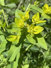 Euphorbia oblongata