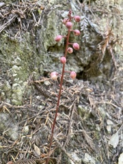 Pyrola aphylla