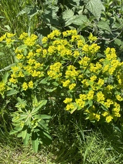 Euphorbia oblongata