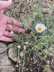 Erigeron flagellaris