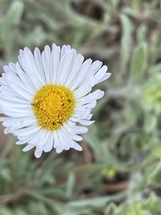 Erigeron flagellaris