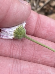 Erigeron flagellaris