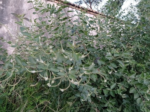 Aloysia virgata