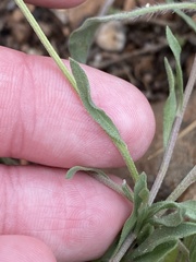 Erigeron flagellaris