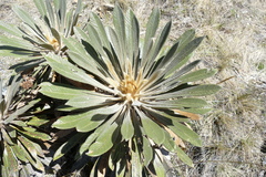 Espeletia guacharaca