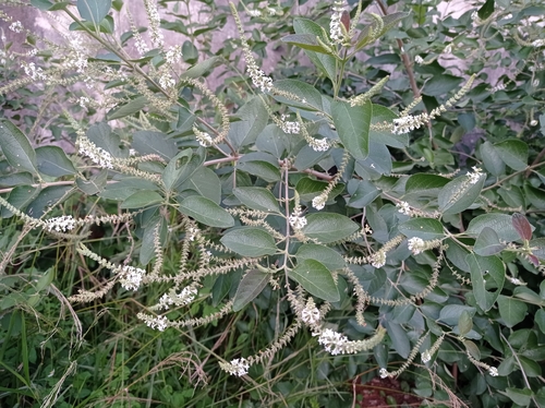 Aloysia virgata